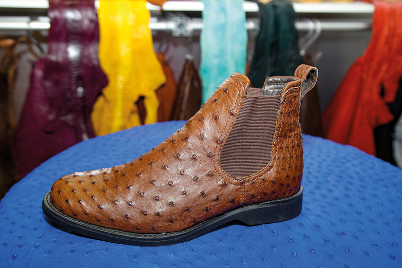 Empresa de MS investe na criação de avestruzes para fornecer couro para calçados, bolsas e acessórios